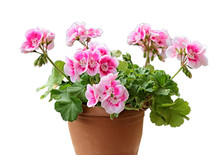 pink Geraniums