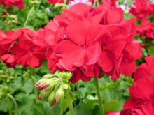 red Geraniums up Close