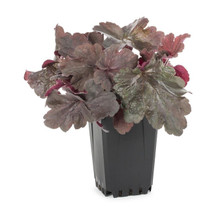 Heuchera Assorted also in pot
