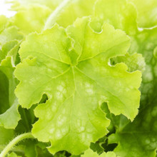 Heuchera Assorted view