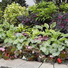 Heuchera Assorted