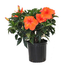 Hibiscus Bush in pot