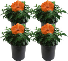 Hibiscus Bush in pots