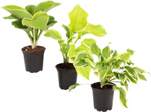 Hosta Assorted in pots