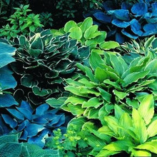 Hosta Assorted up close