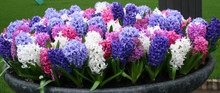 Hyacinth