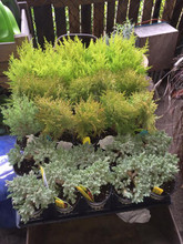 Miniature Evergreens in garden