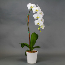 Orchid Plant