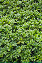 Pachysandra Flat 