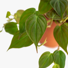 Philodendron Mican in a hanging basket