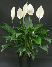 Peace Lily