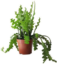 Cactus Fishbone in pot