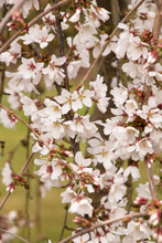 Weeping Cherry Snow Fountains up close