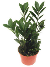 ZZ Plant 