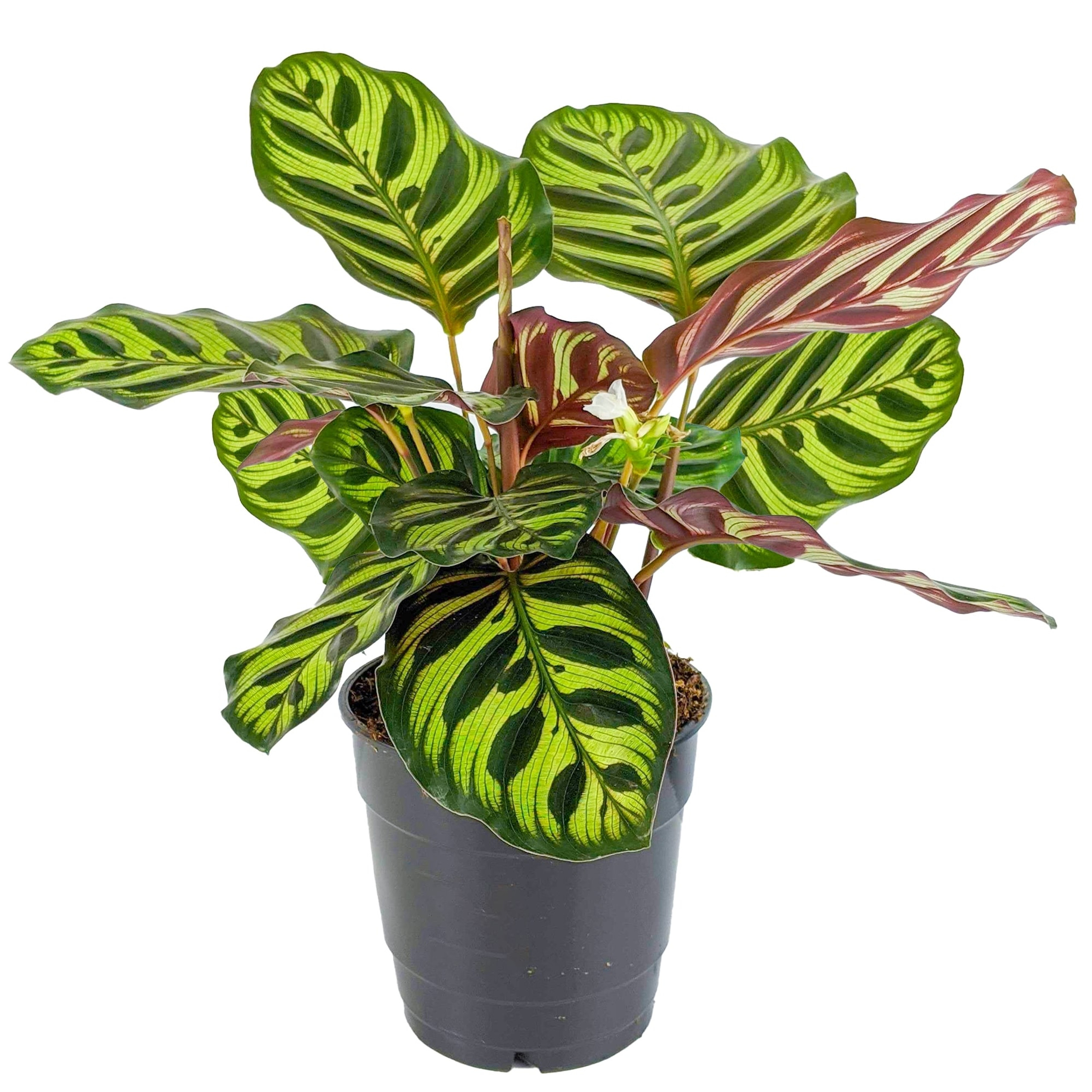 Calathea Plant Assorted - Urban Garden Center