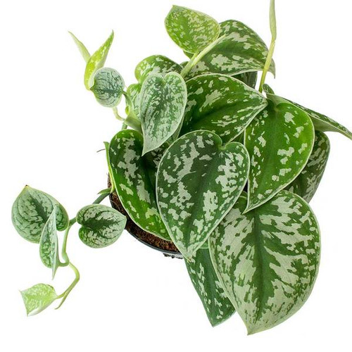 Satin Pothos upclose