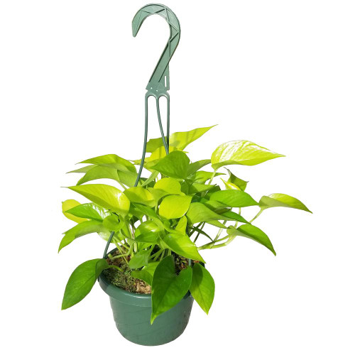 Pothos Neon in handing basket