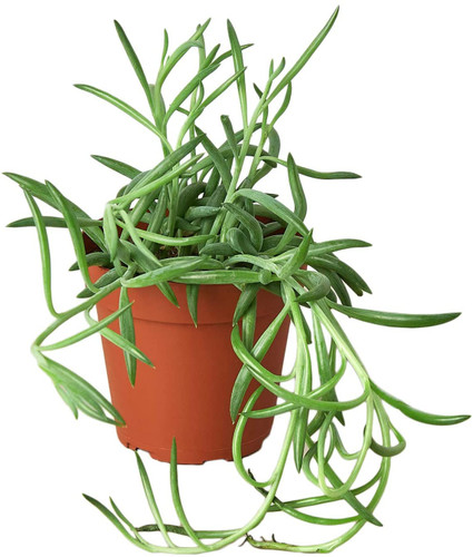 String of Fish Hooks in hanging basket