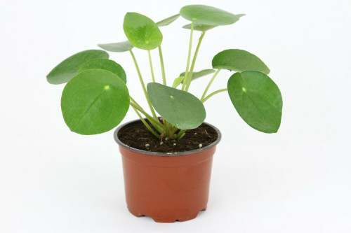 Pilea peperomioides in pot