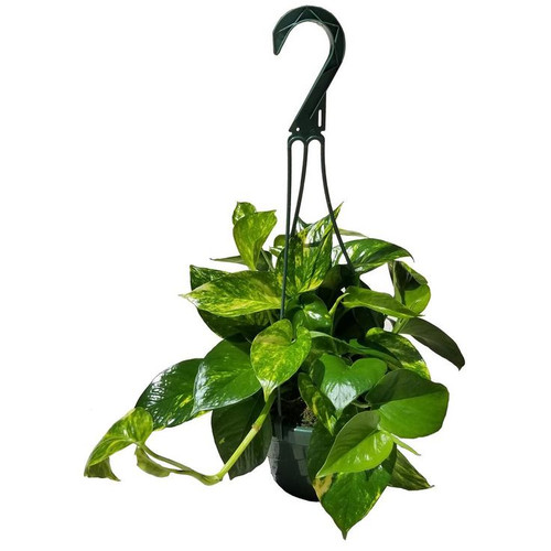 Foliage in a Hanging Basket