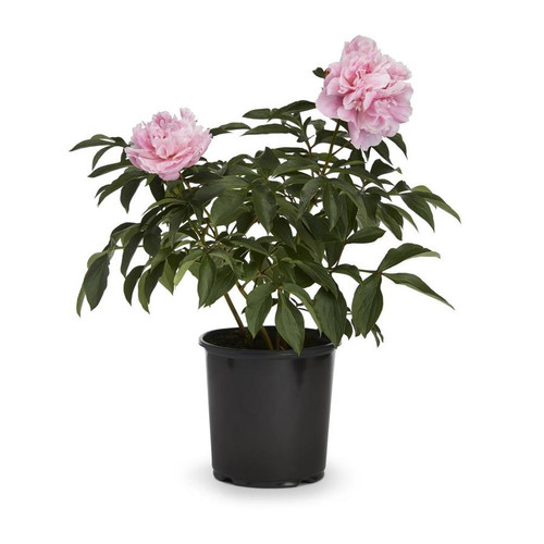 Peony The King of Flowers in pot