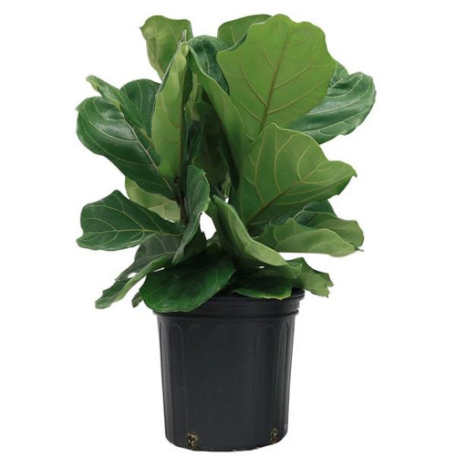 Ficus Plant in pot