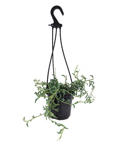 String of Dolphins hanging basket