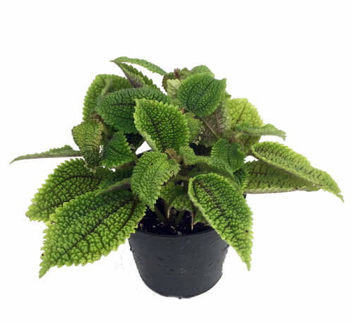 Friendship Plant up close