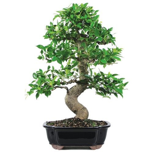 Golden Gate Tiger Bark Ficus Pic1