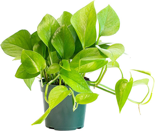 Pothos Jade