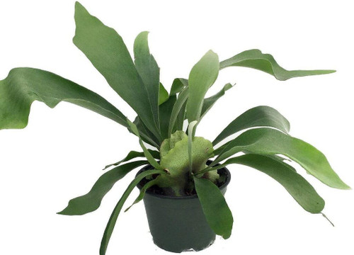 Fern Staghorn in Pot