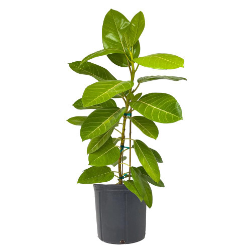 Ficus altissima Yellow Gem Pot