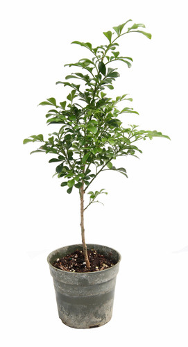 Chinese Perfume Tree Aglaia odorata std