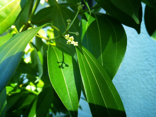 Cinnamon Tree
