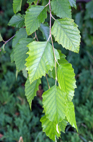 Birch River Tree 'Betula nigra' 15g
