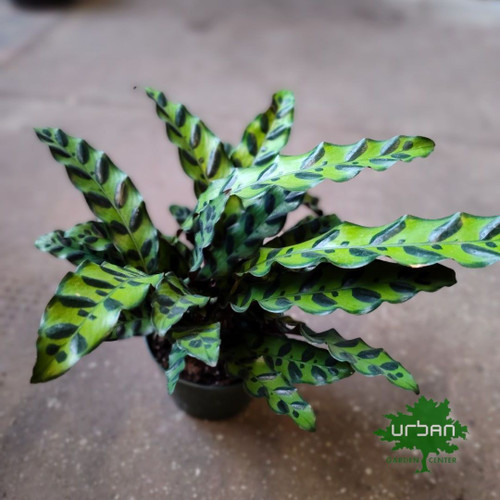 Calathea Rattlesnake
