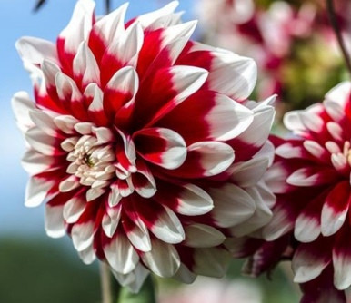 Dahlia in a Deco pot 12"