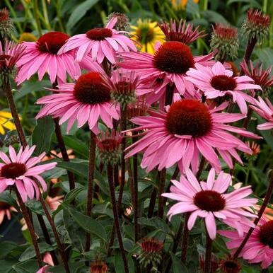 Echinacea 'Coneflower' Assorted