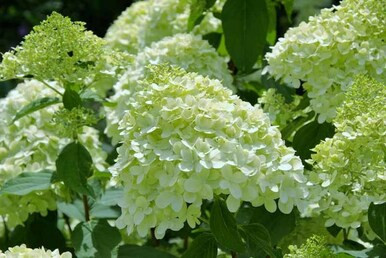 Hydrangea paniculata Hardy Limelight 3g