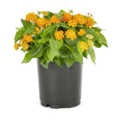 Lantana 4"