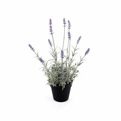 Lavender Plant Assorted