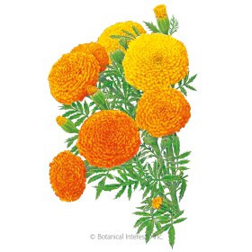 Marigold African Crackerjack
