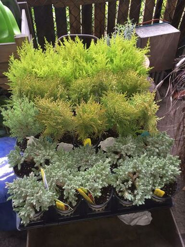 Miniature Evergreens 3" 4"