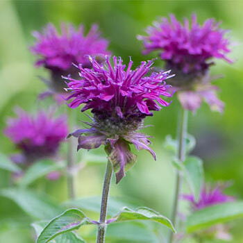 Monarda 'Purple Rooster' Bee Balm 1qt 6qt