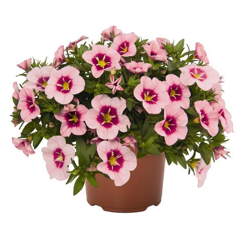 Calibrachoa