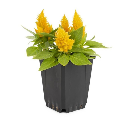 yellow Celosia in pot