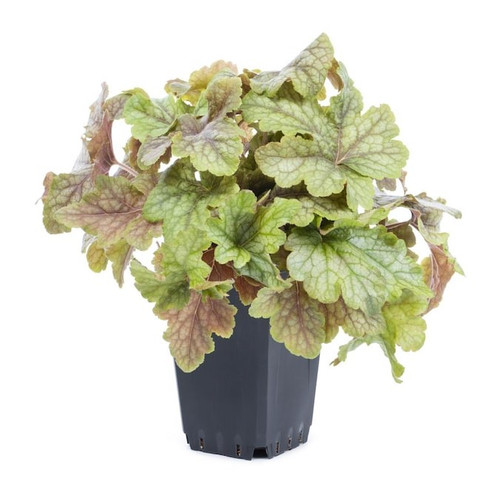 Heuchera Assorted in pot