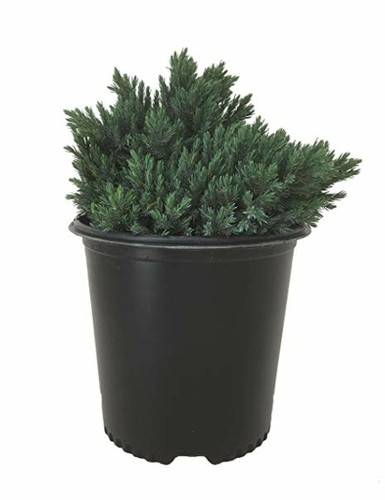 Juniper Assorted in pot