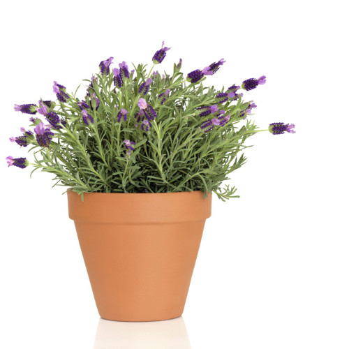Lavender pot