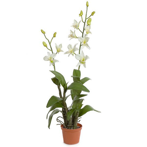 Orchid Plant